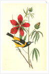 Common Troupial. Male by John James Audubon