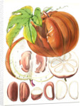 Hodgsonia Heteroclita, H. f. et T. (Fruit) by Walter Hood Fitch