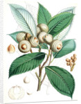 Quercus Lamellosa, Ham by Walter Hood Fitch