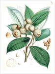 Quercus Lamellosa, Ham by Walter Hood Fitch
