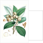 Quercus Lamellosa, Ham by Walter Hood Fitch