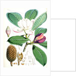 Talauma Hodgsoni, H.f. et T by Walter Hood Fitch