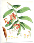 Vanda Cathcarti, Lindley by Walter Hood Fitch