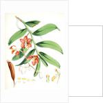 Vanda Cathcarti, Lindley by Walter Hood Fitch