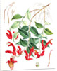 Aeschynanthus Peelii, H.f. & T by Walter Hood Fitch
