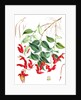 Aeschynanthus Peelii, H.f. & T by Walter Hood Fitch