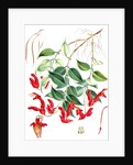 Aeschynanthus Peelii, H.f. & T by Walter Hood Fitch
