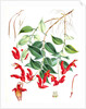 Aeschynanthus Peelii, H.f. & T by Walter Hood Fitch