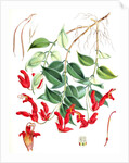 Aeschynanthus Peelii, H.f. & T by Walter Hood Fitch