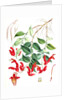 Aeschynanthus Peelii, H.f. & T by Walter Hood Fitch
