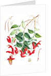 Aeschynanthus Peelii, H.f. & T by Walter Hood Fitch