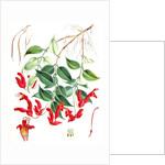 Aeschynanthus Peelii, H.f. & T by Walter Hood Fitch