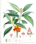 Aucuba Himalaica, H.f. et T by Walter Hood Fitch
