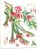 A. Vaccinium Salignum, H.f. et T.; B. Vaccinium Serpens, H.f. et T by Walter Hood Fitch