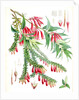A. Vaccinium Salignum, H.f. et T.; B. Vaccinium Serpens, H.f. et T by Walter Hood Fitch