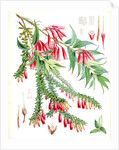 A. Vaccinium Salignum, H.f. et T.; B. Vaccinium Serpens, H.f. et T by Walter Hood Fitch