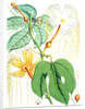 Hodgsonia Heteroclita, Hook. fil. et Thoms. (Female plant) by Walter Hood Fitch