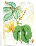 Hodgsonia Heteroclita, Hook. fil. et Thoms. (Female plant) by Walter Hood Fitch