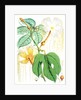 Hodgsonia Heteroclita, Hook. fil. et Thoms. (Female plant) by Walter Hood Fitch