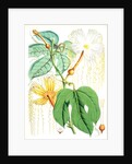 Hodgsonia Heteroclita, Hook. fil. et Thoms. (Female plant) by Walter Hood Fitch