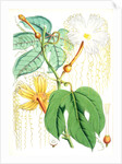Hodgsonia Heteroclita, Hook. fil. et Thoms. (Female plant) by Walter Hood Fitch