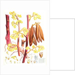 Cyrtosia Lindleyana, H.f. & T by Walter Hood Fitch