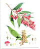 Buddleia Colvilei, H.f. & T by Walter Hood Fitch