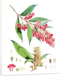 Buddleia Colvilei, H.f. & T by Walter Hood Fitch