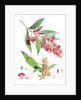 Buddleia Colvilei, H.f. & T by Walter Hood Fitch