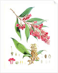 Buddleia Colvilei, H.f. & T by Walter Hood Fitch