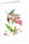 Buddleia Colvilei, H.f. & T by Walter Hood Fitch