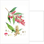 Buddleia Colvilei, H.f. & T by Walter Hood Fitch