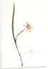 Sisyrinchium elegans, Homeria collina; Sisrynche élégant; Homeria, One-leaved cape tulip by Pierre Joseph Redouté