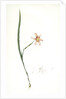 Sisyrinchium elegans, Homeria collina; Sisrynche élégant; Homeria, One-leaved cape tulip by Pierre Joseph Redouté