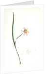 Sisyrinchium elegans, Homeria collina; Sisrynche élégant; Homeria, One-leaved cape tulip by Pierre Joseph Redouté