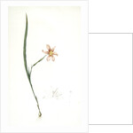 Sisyrinchium elegans, Homeria collina; Sisrynche élégant; Homeria, One-leaved cape tulip by Pierre Joseph Redouté