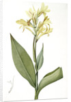 Canna glauca, Balisier glauque, Maraca Amarilla; Louisianna Canna by Pierre Joseph Redouté