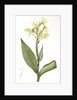 Canna glauca, Balisier glauque, Maraca Amarilla; Louisianna Canna by Pierre Joseph Redouté