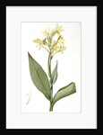 Canna glauca, Balisier glauque, Maraca Amarilla; Louisianna Canna by Pierre Joseph Redouté
