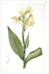 Canna glauca, Balisier glauque, Maraca Amarilla; Louisianna Canna by Pierre Joseph Redouté