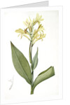 Canna glauca, Balisier glauque, Maraca Amarilla; Louisianna Canna by Pierre Joseph Redouté