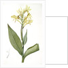 Canna glauca, Balisier glauque, Maraca Amarilla; Louisianna Canna by Pierre Joseph Redouté