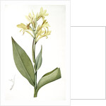 Canna glauca, Balisier glauque, Maraca Amarilla; Louisianna Canna by Pierre Joseph Redouté
