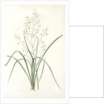 Phalangium ramosum, Anthericum ramosum; Phalangère rameuse, Spider wort by Pierre Joseph Redouté