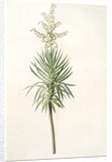 Yucca aloifolia, Yucca feuilles entieres; Palm Lily or Spanish Dagger by Pierre Joseph Redouté