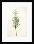 Yucca aloifolia, Yucca feuilles entieres; Palm Lily or Spanish Dagger by Pierre Joseph Redouté
