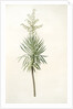 Yucca aloifolia, Yucca feuilles entieres; Palm Lily or Spanish Dagger by Pierre Joseph Redouté