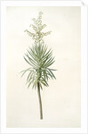 Yucca aloifolia, Yucca feuilles entieres; Palm Lily or Spanish Dagger by Pierre Joseph Redouté