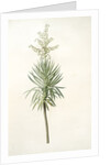 Yucca aloifolia, Yucca feuilles entieres; Palm Lily or Spanish Dagger by Pierre Joseph Redouté