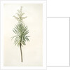 Yucca aloifolia, Yucca feuilles entieres; Palm Lily or Spanish Dagger by Pierre Joseph Redouté